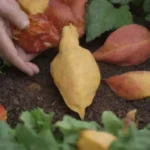 Ciclo de las estaciones y aprendizaje práctico en el jardín