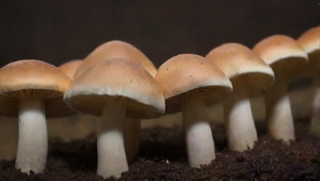 2. Materiales necesarios para el cultivo de hongos de Cómo hacer un cultivo de hongos en casa: pasos iniciales