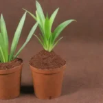 Sustratos ligeros como fibra de coco