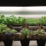 Qué cultivares son aptos para el cultivo en interiores