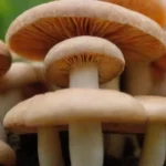 Qué productos comerciales existen para nutrir hongos