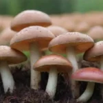 Métodos para suprimir enfermedades en cultivos de hongos