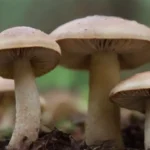 Guía para medir adecuadamente la humedad en cultivos de hongos