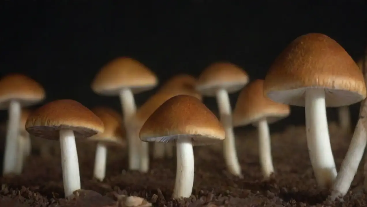 Técnicas de cultivo de hongos para proteínas alternativas de Potencial de los hongos en la producción de proteínas alternativas