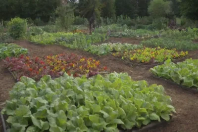 Huerto colorido con vegetales