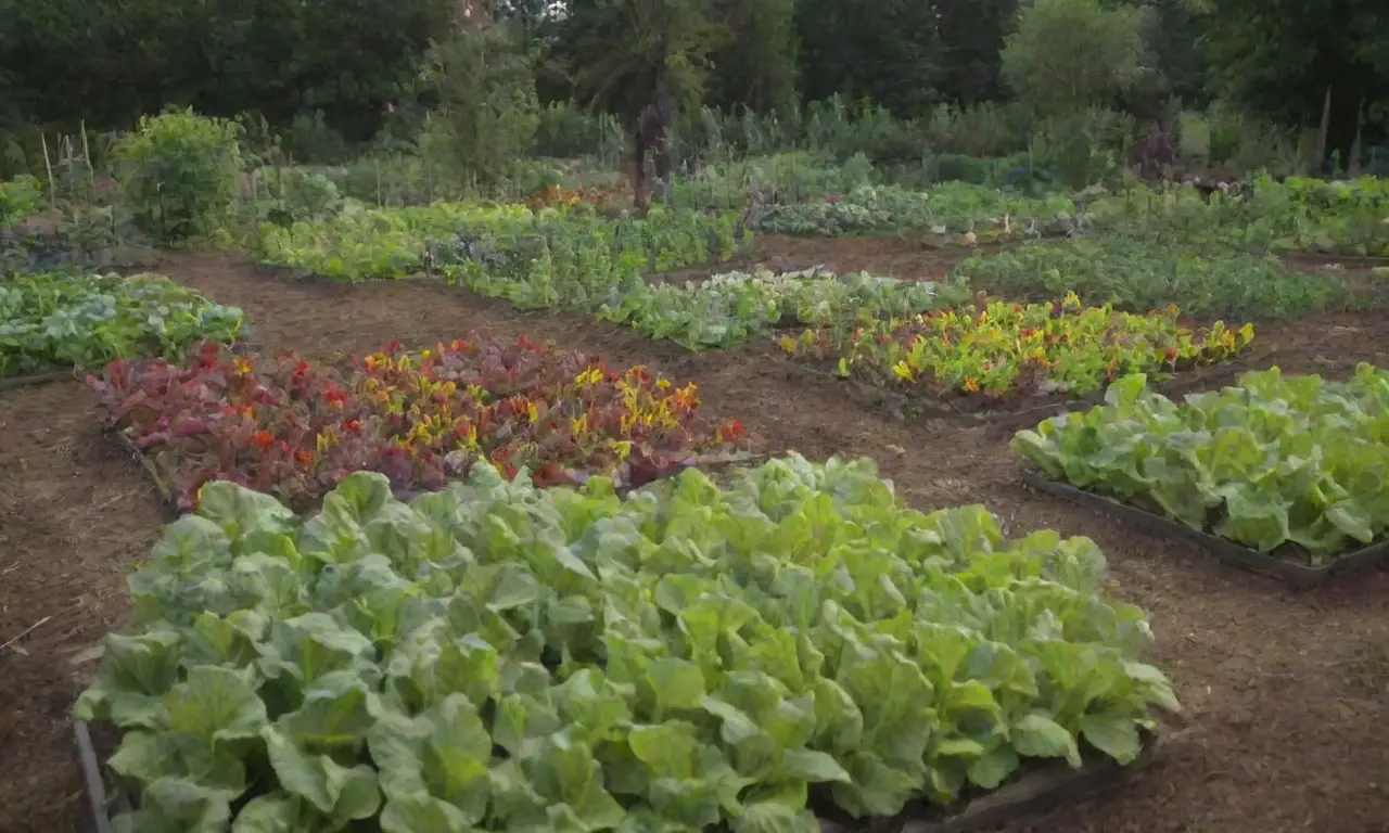 Huerto colorido con vegetales