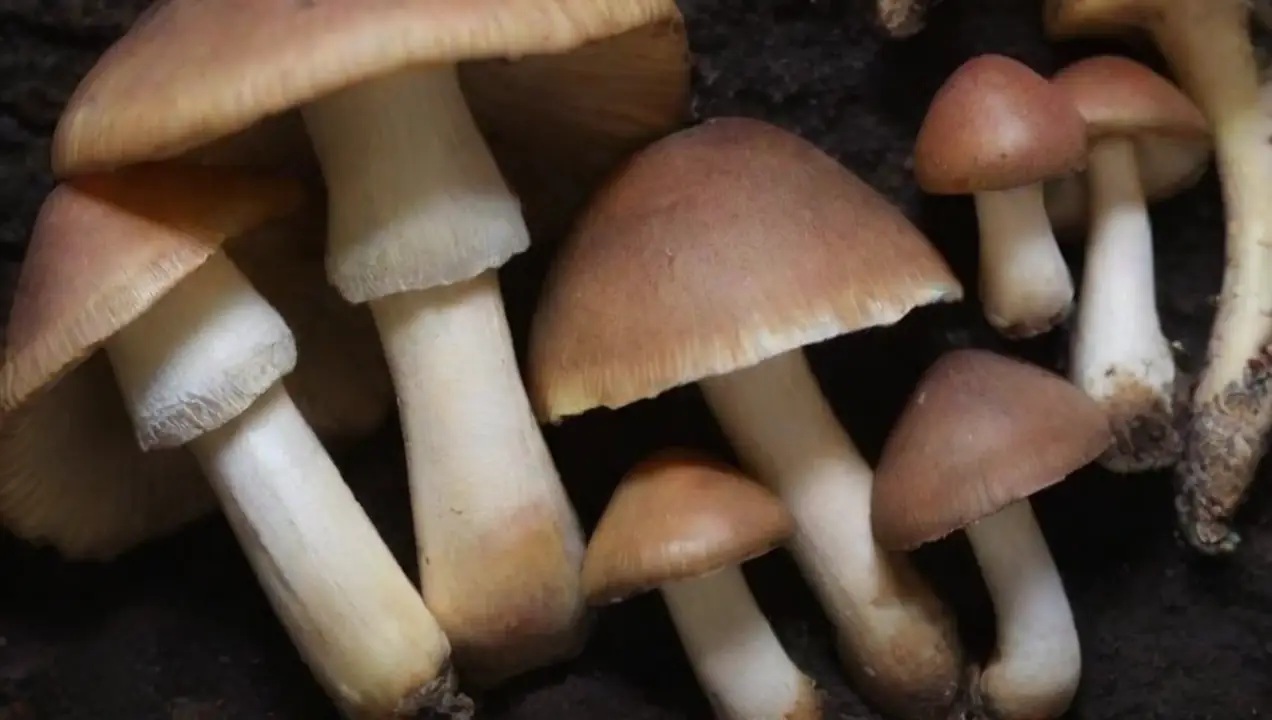 Hongos comunes: Champiñones y setas de ostra de Niveles de inoculación recomendados para cada hongo
