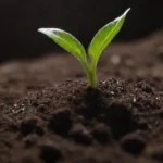 Sustrato ecológico para plantas con materiales reciclados