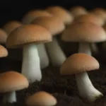 Identificación de cultivares de hongos comestibles y seguros