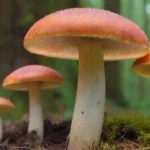Investigaciones sobre hongos y su impacto en la crisis climática