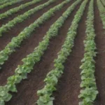 Consejos para el cultivo: temporadas