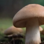 Variedades de hongos más rentables para cultivo comercial 2023