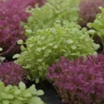 Uso terapéutico de microgreens como medicina natural y remedio vibrante para la salud