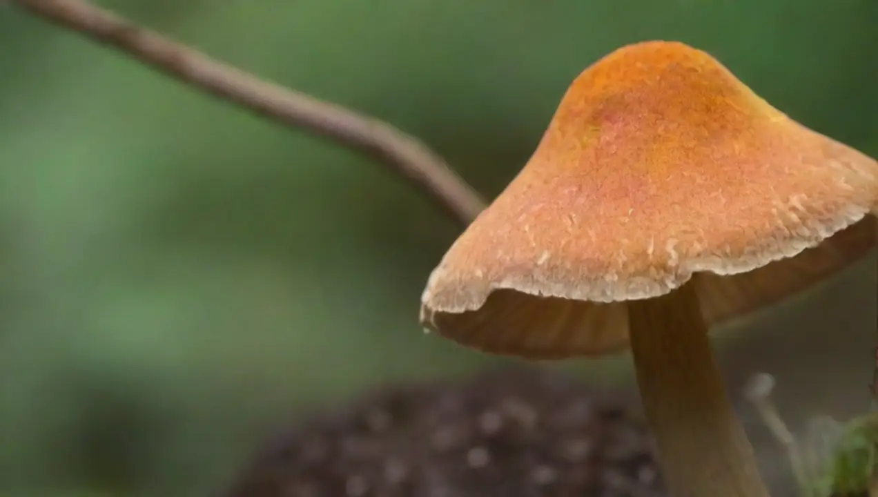 Desmitificando los efectos curativos de los hongos de Malentendidos comunes sobre los hongos medicinales