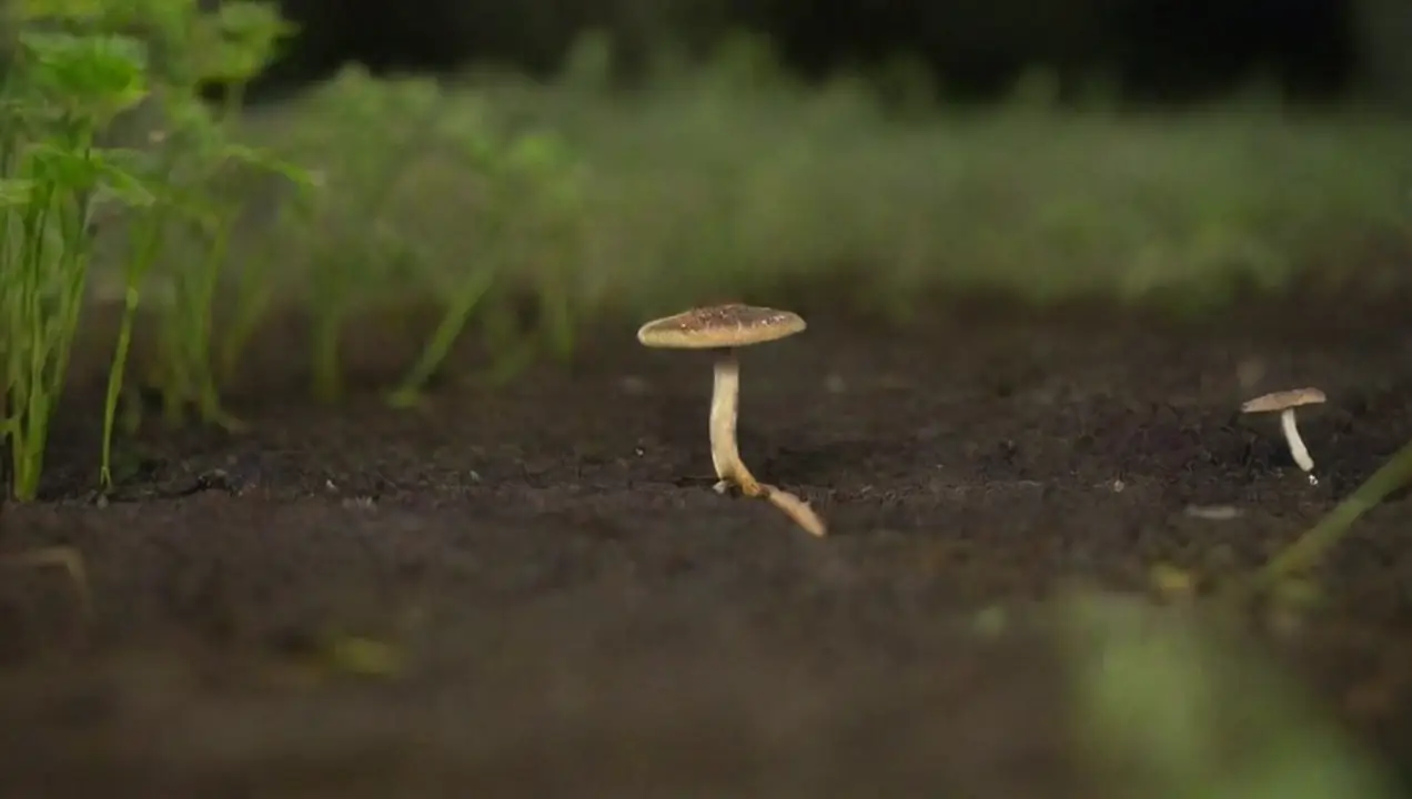 Biorremediación: ¿Qué es y cómo funciona? de El papel de los hongos en la ingeniería ambiental