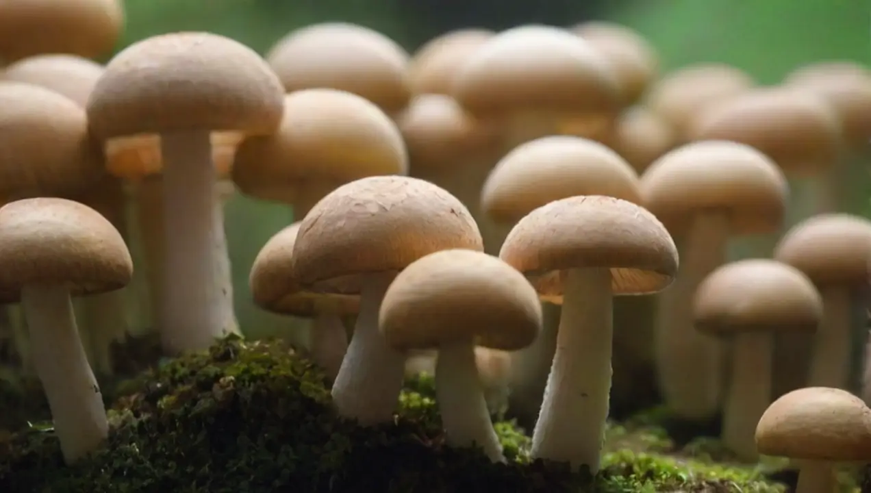 Hongos en la agricultura: una solución sostenible de Futuro de los hongos en biotecnología: aplicaciones y avances