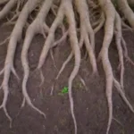 Raíces coloridas y plantas diversas para un jardín vibrante y sano