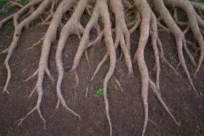 Raíces coloridas y plantas diversas para un jardín vibrante y sano