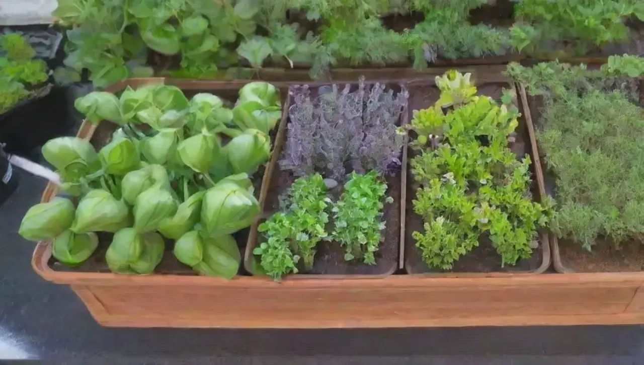 Un jardín de hierbas frescas y coloridas en una cocina moderna