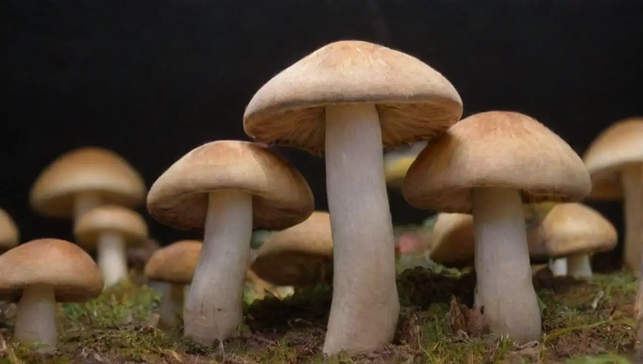Champiñones (Agaricus bisporus) de Variedades de hongos más rentables para cultivo comercial 2023