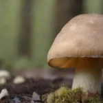 Cómo crear un boletín informativo sobre hongos y su cultivo