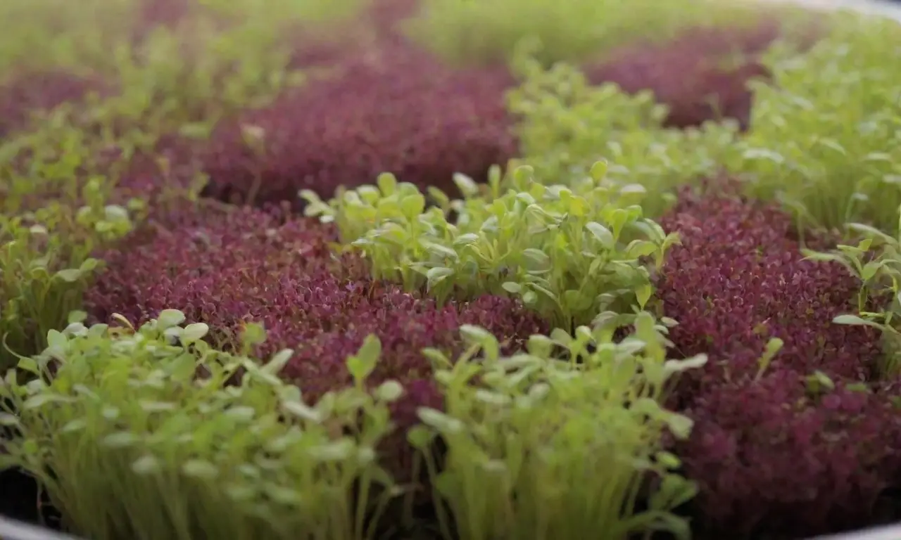 Microgreens coloridos y saludables para jardinería urbana