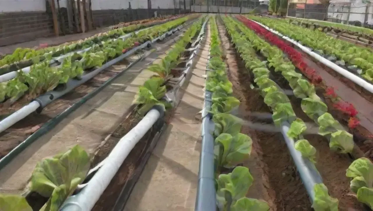 Un jardín urbano vibrante y productivo con plantas frescas y técnicas innovadoras