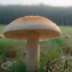 Parámetros de calidad del aire en el cultivo de hongos