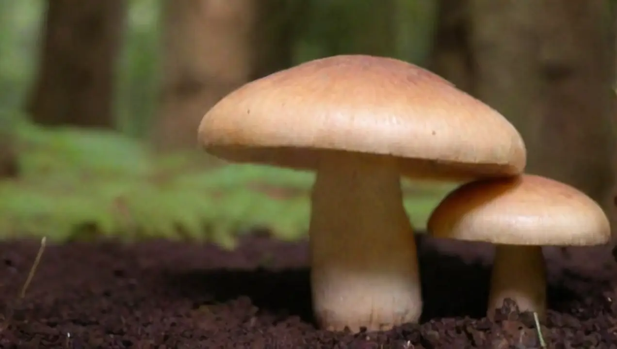 Tipos de hongos aptos para el cultivo en sustratos de café de Cultivo sostenible de hongos en sustratos reciclados de café