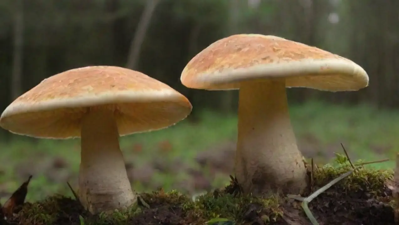 Beneficios de la Co-cultivación de Hongos de Qué es la co-cultivación de hongos y sus beneficios