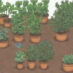 Control de plagas en el jardín herbal con identificación