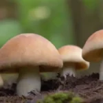 Investigaciones sobre hongos y su impacto en la agricultura sostenible