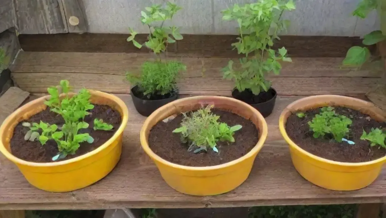 Un rincón acogedor y vibrante lleno de plántulas, herramientas de jardinería y aromas terrosos
