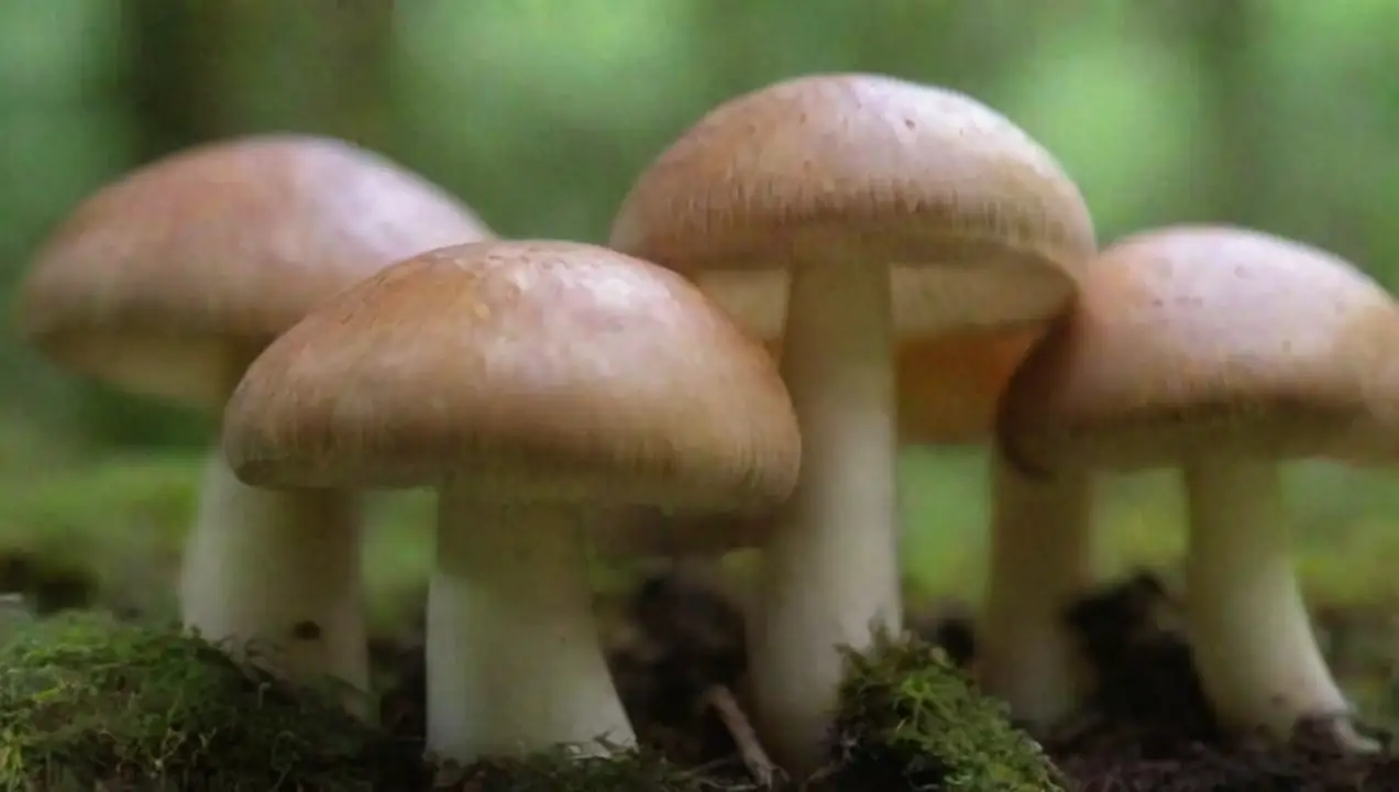 Selección de especies para el cultivo de Cultivo de hongos: Un enfoque comercial exitoso y sostenible