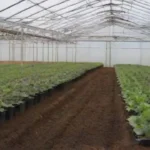 Sustratos en invernaderos: tipos y elecciones para cultivadores