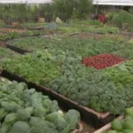 Jardín verde vibrante que promueve la sostenibilidad y la alimentación saludable mediante la agricultura urbana y el mercado local