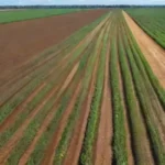 Cuál es el papel de los drones en la agricultura de precisión