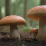 Guía para criar hongos de manera sostenible y ecológica
