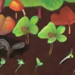 Cómo afecta el pH del compost a la salud de las plantas