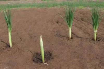Guía para plantar cebolla dulce: instrucciones