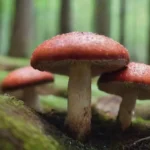 Los hongos en la naturaleza: tienen propiedades energizantes