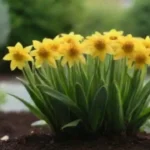 Sustrato ideal para principiantes en jardinería: fácil manejo
