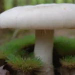 Uso de trampas adhesivas para controlar plagas en hongos
