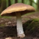 Uso de hongos para tratar suelos deteriorados: es efectivo