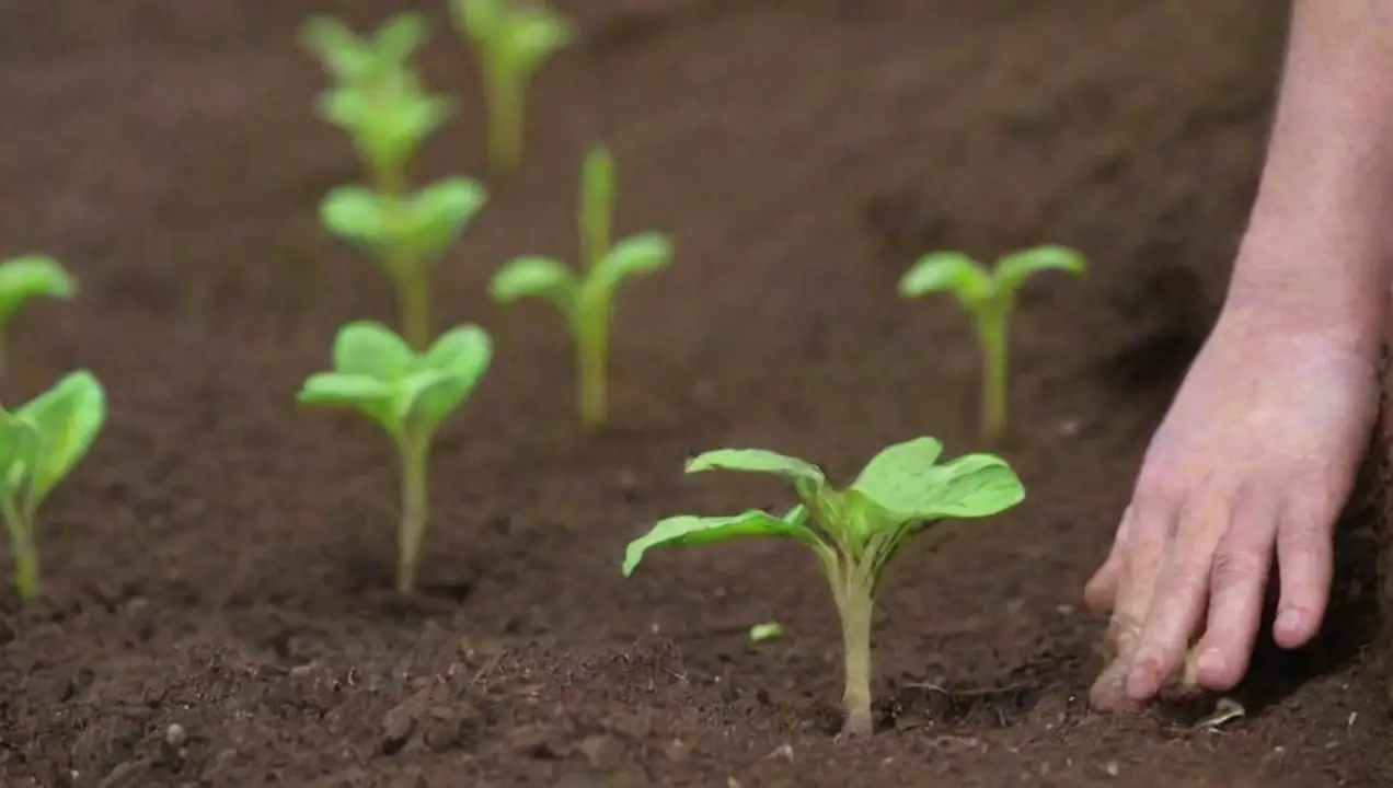 Manejo adecuado del suelo de Qué prácticas de cultivo reducen enfermedades en hongos