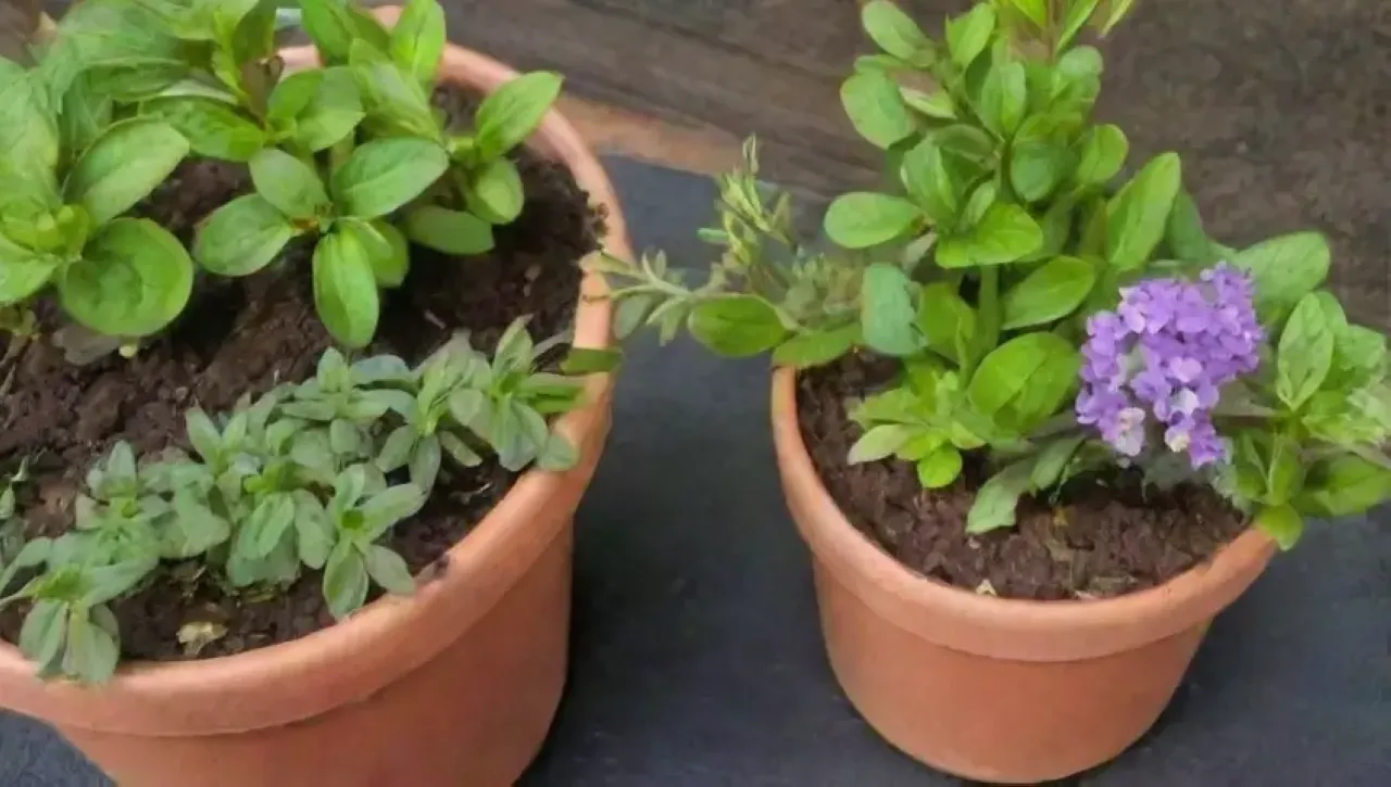 Un jardín vibrante y aromático, lleno de vida y colores