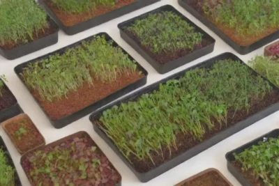 Microgreens coloridos y saludables con sabores vibrantes y presentaciones artísticas