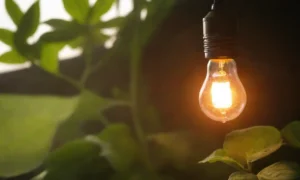 La luz es fundamental para la fotosíntesis y el crecimiento saludable