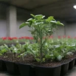 Qué cultivares son recomendados para la venta comercial