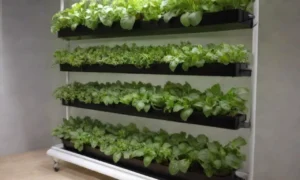 Diseño de jardines hidropónicos eficientes y compactos para cultivo urbano